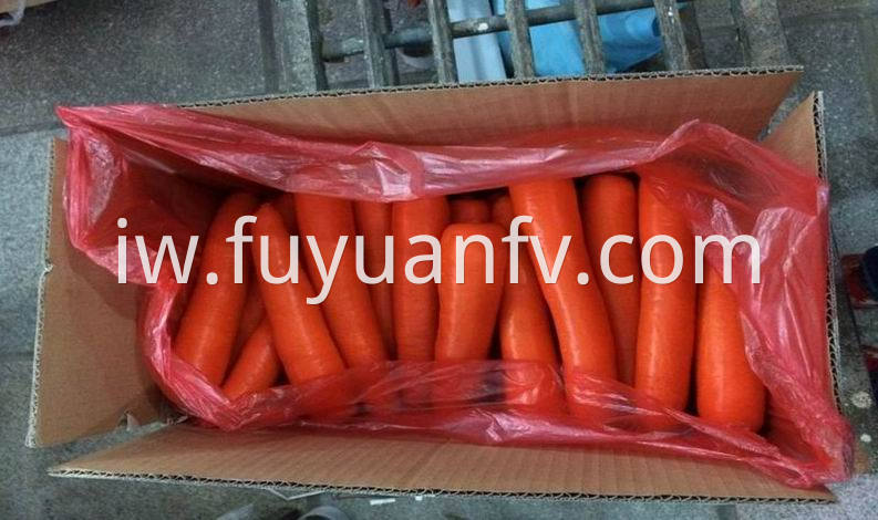 size M fresh carrot 